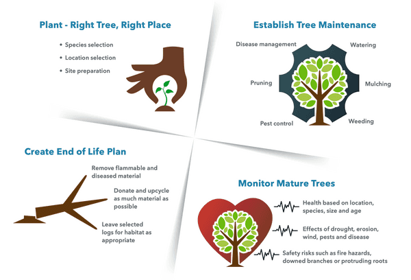 Tree Maintenance